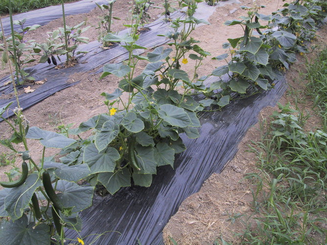 20110719yasai IMG_0324 1.JPG